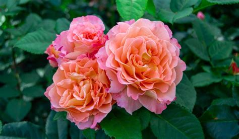 Hybrid Tea Rose: Benefits, Uses, How to Grow and Care Tips