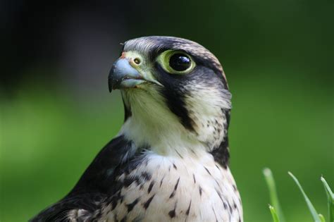 Download free photo of Lanner falcon,falcon,lanner,predator,raptor - from needpix.com