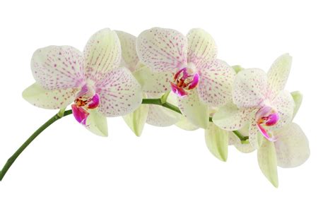 flowers for flower lovers.: orchid flowers.