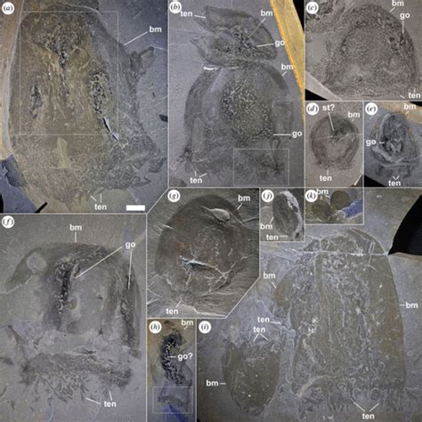 Geology in the West Country: Cambrian Jellyfish Fossils!!!