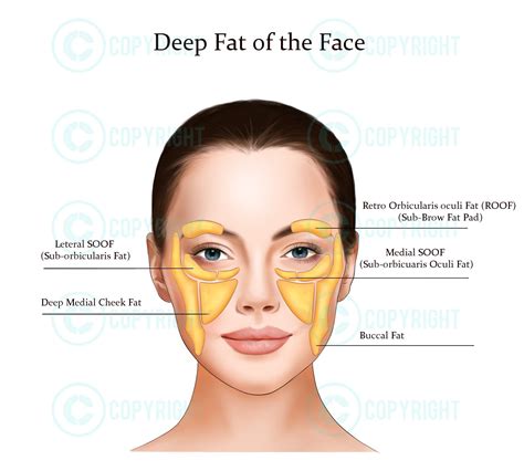 Deep Fat Pads the Face Botox & Filler Injector Anatomy Art Esthetician ...