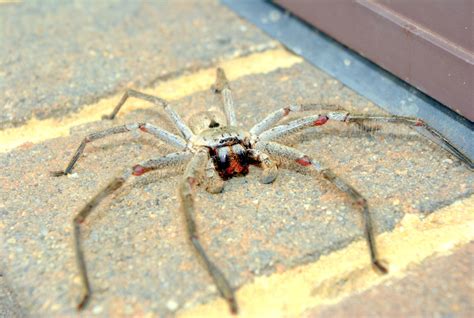 Giant Huntsman Spider: World's Largest Spider By Leg Span | Live Science