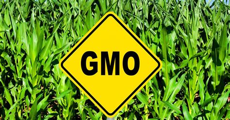 New England Journal of Medicine article calls for labeling of GM foods