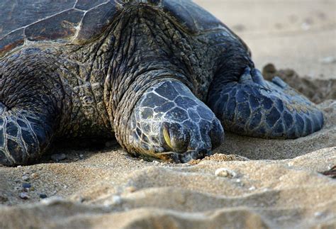 Sleeping Turtle Photograph by Anthony Jones - Fine Art America