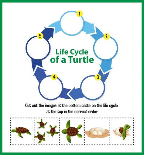 Box Turtle Life Cycle Diagram