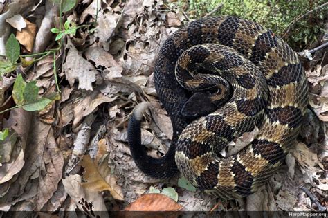 Timber Rattlesnake (Crotalus horridus) - HM 287718