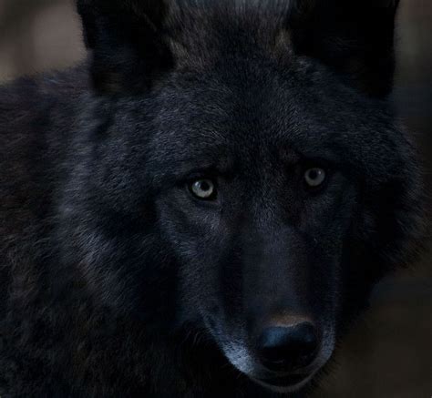 Black Wolf Eyes HD Wallpapers Pxfuel | atelier-yuwa.ciao.jp