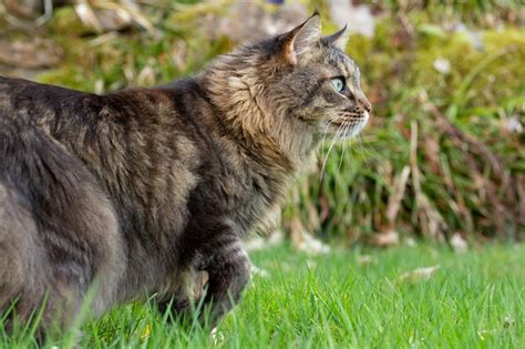 Maine Coon Tabby Mix: Everything You Need To Know - MaineCoon.org