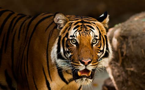 India: Bengal Tigers of Central India - Passport Travel