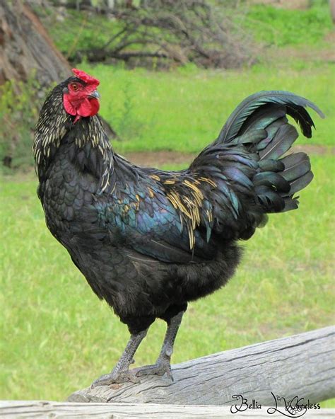 Olive Egger Rooster Photograph by Bellia Wheeless - Pixels