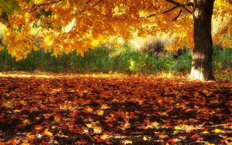 Fall Scenery HD Wallpapers Free Download