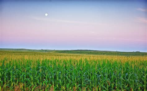 Corn Field Wallpapers - Top Free Corn Field Backgrounds - WallpaperAccess