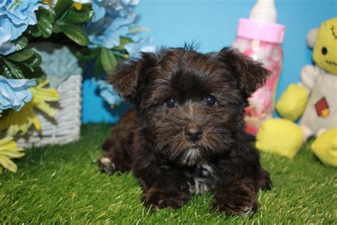 Yorkie-Poo Puppies For Sale - Long Island Puppies