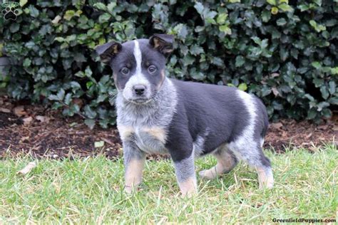 Blue Heeler German Shepherd Mix Puppies