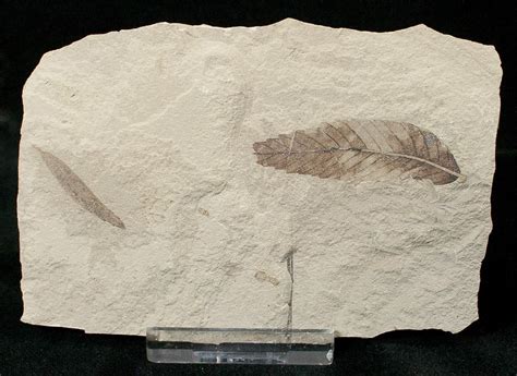 Fossil Cedrelospermum & Pseudosalix Leaves - Green River Formation (#16342) For Sale - FossilEra.com