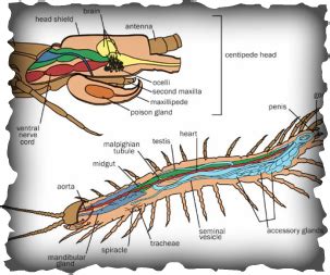 Centipede Anatomy