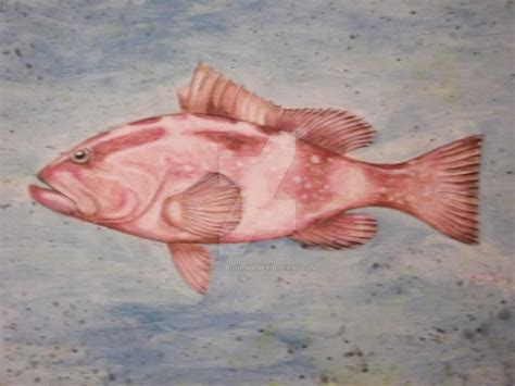 Red Grouper by ToshiroHoshi on DeviantArt