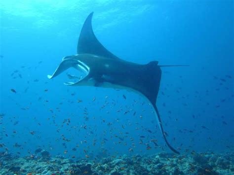 The manners of mantas – Earth Times