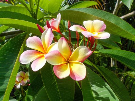 Small Flowering Trees South Florida Edition - RCH Landscaping