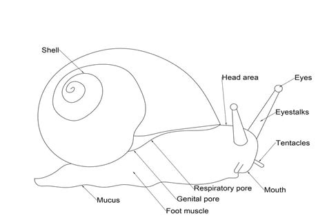 Snails External Anatomy - Shrimp and Snail Breeder