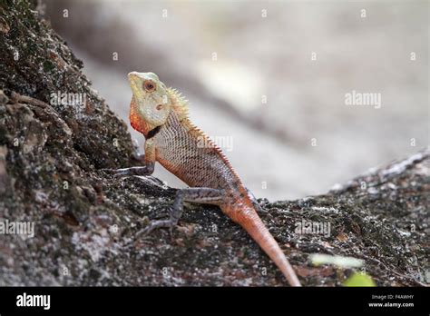 Oriental Garden Lizard Stock Photo - Alamy