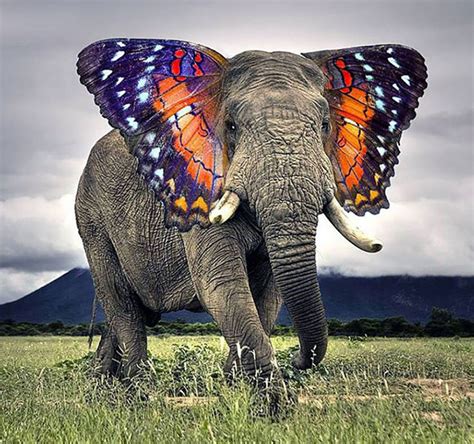 15 Hybrid Animals Born In The Land Of Photoshop | DeMilked