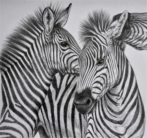 Zebra drawing | Pencil drawings of animals, Zebra pictures, Zebra artwork