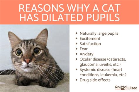 Why Does My Cat Have Dilated Pupils? - Causes and Treatment of Feline ...