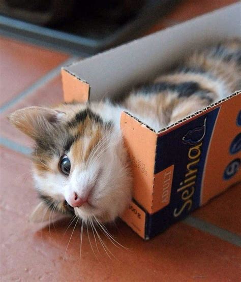 20 Of The Funniest Pictures Of Cats In Boxes