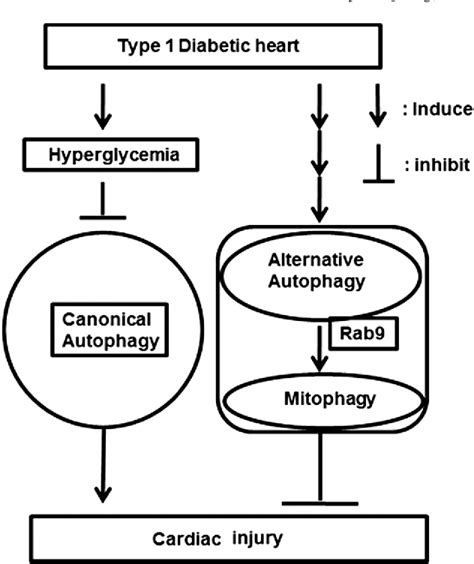 Figure 3 from Autophagy and mitophagy in diabetic cardiomyopathy ...