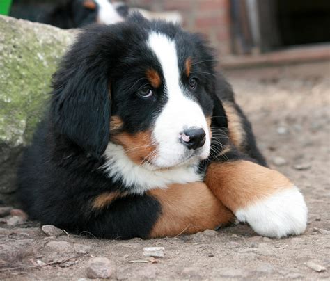 Bernese Mountain Dog: The Gentle Giant of the Swiss Alps - All Big Dog Breeds