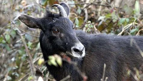 Sikkim Wildlife: 8 National Parks And Sanctuaries To Witness It