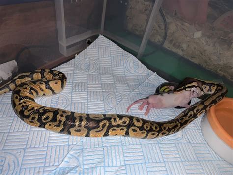 Reptile Rewards. How to feed my ball python?