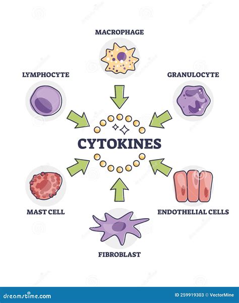 Cytokines Releasing Cells List for Immune System Response Outline Diagram Stock Vector ...