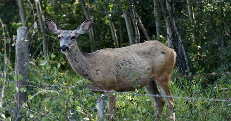 CWD Deer Symptoms (how to tell if a deer has Chronic Wasting Disease)