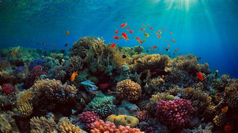 Coral Reef Wallpapers - Top Free Coral Reef Backgrounds - WallpaperAccess