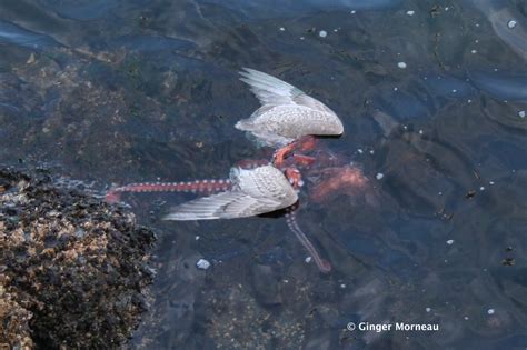 Vancouver Island Travel & Tourism: Amazing- Octopus eats a seagull...