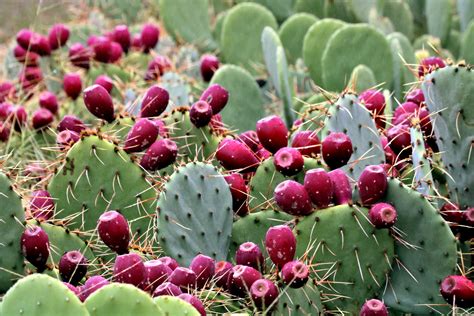 Prickly Pear Cactus With Fruit Free Stock Photo - Public Domain Pictures