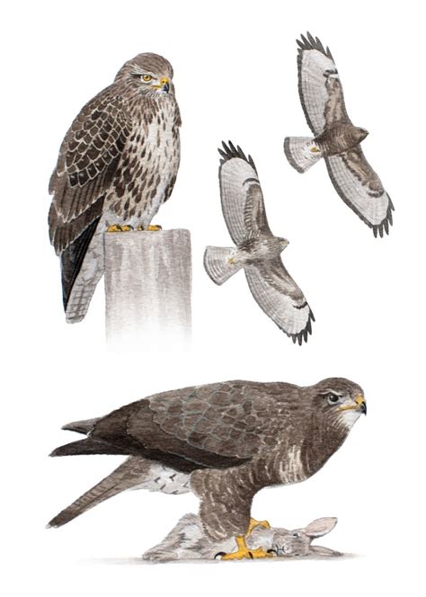 Common Buzzard | Northern Ireland Raptor Study Group