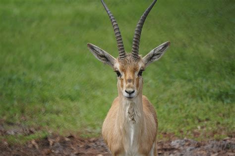 Slender-horned Gazelle - White Oak Conservation