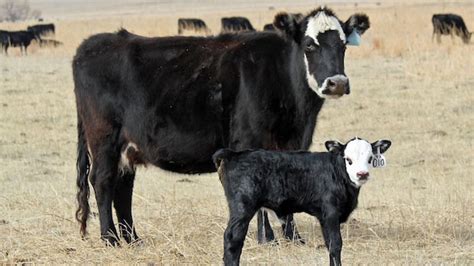 Beef Cattle Production | UNL Beef