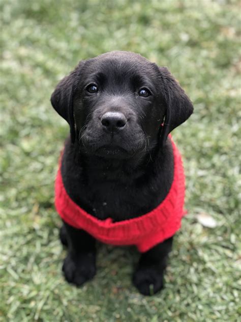 Christmas English Lab Puppy | English lab puppies, Lab puppy, Labrador