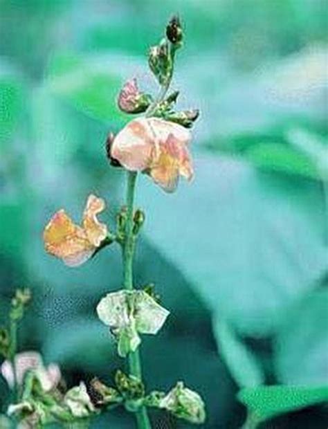 Dolichos Biflorus Annual Seeds