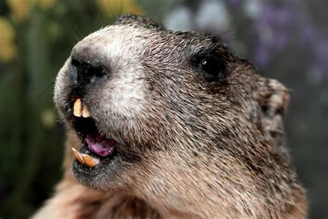 Do Groundhogs Bite Humans And Pets? (Answered!) – Outlife Expert