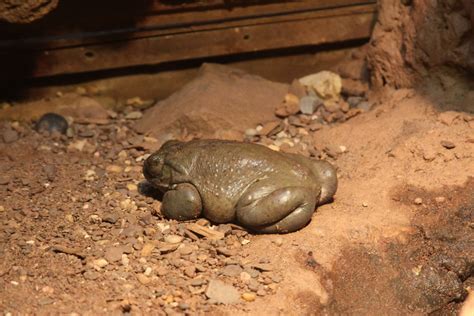 Colorado River Toad | The Colorado River toad, Bufo alvarius… | Flickr