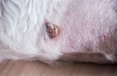 Canine Skin Cancer Symptoms