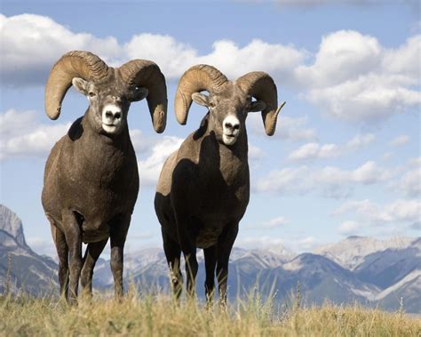 Animals of the world: Big Horn Sheep