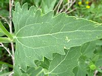 Golden Crownbeard, Verbesina Encelioides