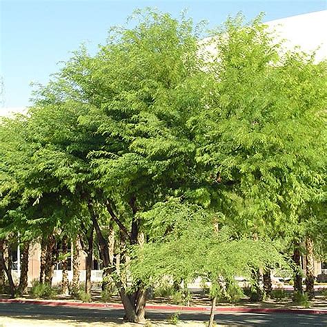 Chilean Mesquite Tree | Star Nursery Garden and Rock Centers