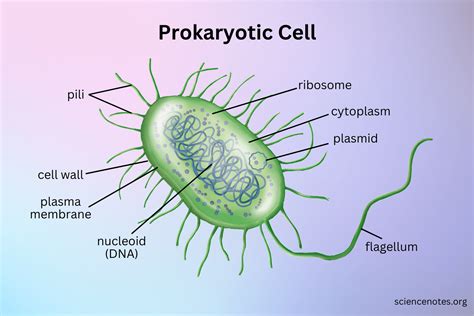 Examples Of Eukaryotic Cells